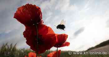 „Faktencheck Artenvielfalt“: Viele Tiere und Pflanzen sind in Gefahr