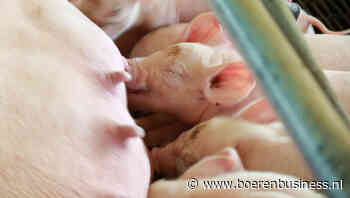 Biggenprijs zet opnieuw tandje bij