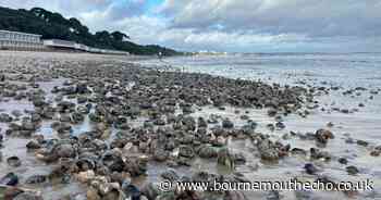 'This is devastating, there’s literally thousands of sea creatures going to die'