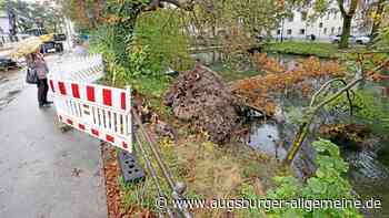 Augsburg: Schon wieder fällt ein Baum um