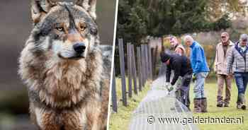 Breidt de wolf zijn dieet uit, nu ook pony's niet veilig zijn? ‘Dit gaan we nog wel vaker meemaken’