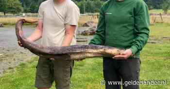 Natuurgids vindt penis van ruim 1,5 meter: ‘Absoluut krankzinnig’