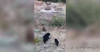 Conservation officers euthanize sow, 2 cubs in West Kelowna, B.C.