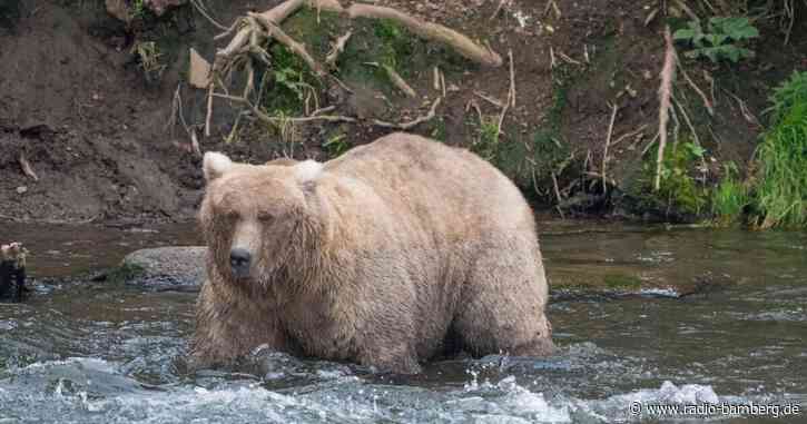 «Fat Bear»-Wahl in Alaska – Wer siegt als dickster Braunbär?