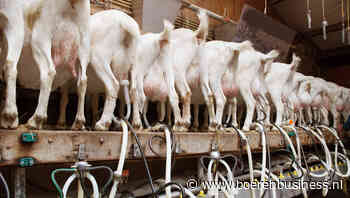 Marktleider geitenmelk laat garantieprijs los