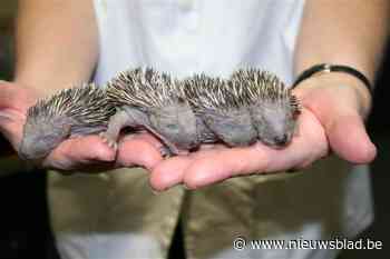 Provinciale steun voor VOC Neteland: “We willen ook proactief inzetten op natuureducatie”