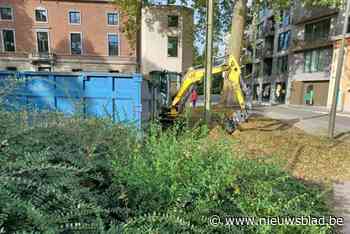 Drastische snoeibeurt aan bib moet op termijn zorgen voor meer biodiversiteit