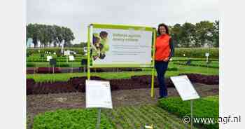 Eerste Rijnsburger rode ui en witte Romanesco als innovaties