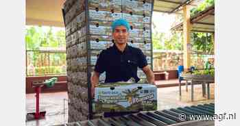 Eerste biologische regeneratieve bananen uit Ecuador