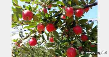 Nieuwe rode vroegrijpe appel in Madrid