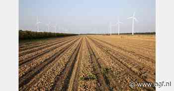 "Gebrek aan regen bedreigt Zeeuwse uienteelt"
