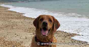 Dogs are allowed back on all Dorset beaches from today