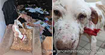Couple sentenced for leaving dogs among hazardous rubbish