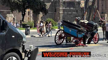 Botticelle, dopo il ferimento del cavallo la LAV si appella al Senato: “Cambiate il codice della strada”