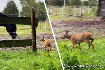 Reetje loopt al enkele dagen tussen paarden van Dunya: “Mijn hengst laat alles gebeuren, zelfs als het aan zijn staart sabbelt”