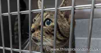 Injured cat found with heartbreaking note saying 'please keep him'