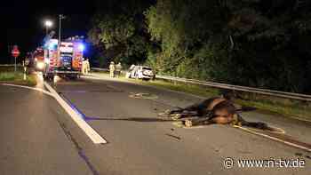 Erschreckte ein Wolf die Tiere?: Taxifahrer und zwei Pferde sterben bei Zusammenstoß