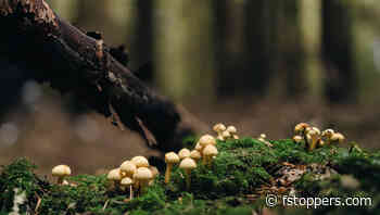 How to Capture Stunning Macro Shots With a Simple Setup