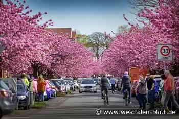 Kirschblüten an der Plaza