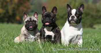 Dogs understand you better if you slow down your speech, study finds