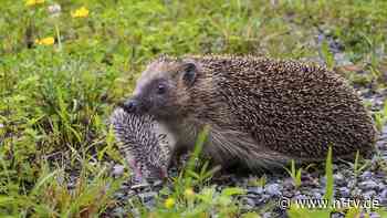 Fast jedes zweite Tier stirbt: Unfälle mit Igeln: Köln erteilt Mährobotern Nachtfahrverbot