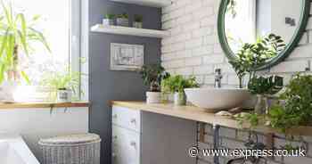 Six houseplants that get rid of mould and condensation and stop it from returning