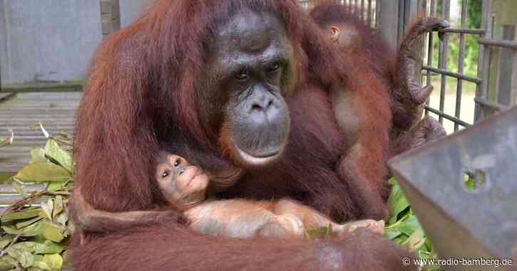 Tierische Supermama: Orang-Utan adoptiert Kind von Freundin