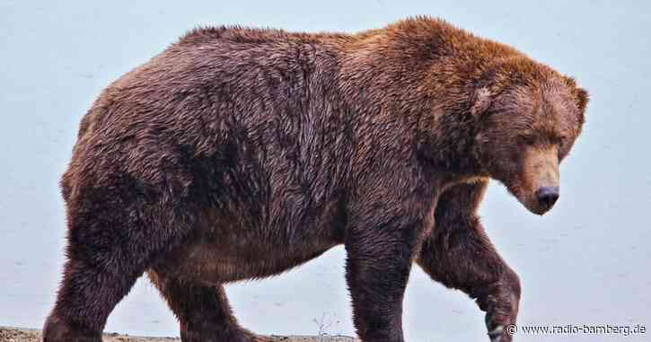 «Fat Bear»-Wahlen: «Jumbo Jet» und «Chunk» im Rennen