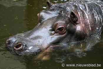Afscheid nijlpaarden komt hard binnen bij superfan Jamie: “Door Hermien kwam ik weer buiten na het verlies van mijn beste vriendin”