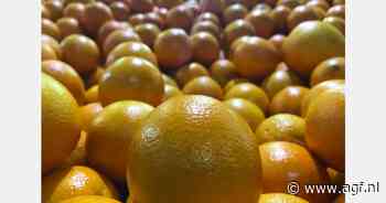 Egyptische citrussector doorstaat Rode Zee-crisis