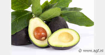 Ecuador diversifieert met avocadoteelt