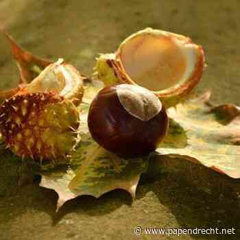 Studio AanZet - Herfst