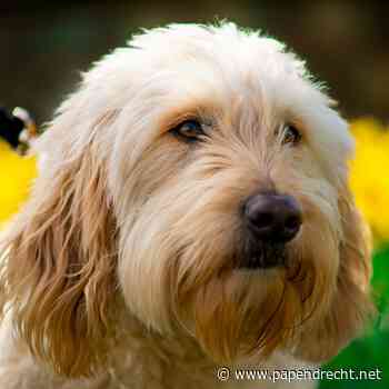 Dood­lele­zen - Voorlezen aan hond Lilly