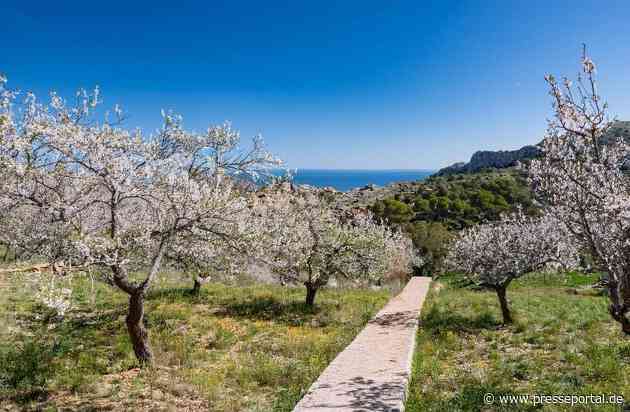 Entdecken Sie den Zauber der Mandelblüte auf Mallorca / schauinsland-reisen verwandelt den Winter in einen Frühlingstraum schon ab 699 Euro pro Person
