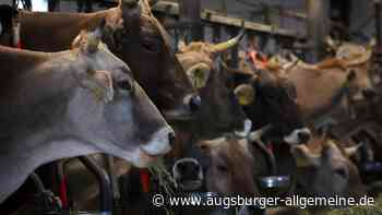Allgäuer Landwirt klagt nach TBC-Test gegen die Tötung seiner 120 Tiere