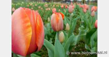 "Minister toon daadkracht en toon lef!"