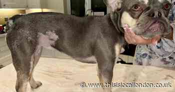 Carshalton French bulldog left in 'considerable pain' from chemical and thermal burns