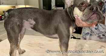 Carshalton French bulldog left in 'considerable pain' from chemical and thermal burns