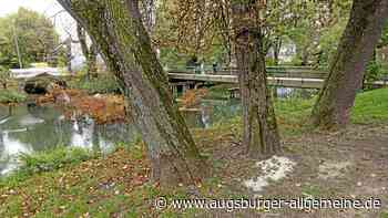 Mehrere Baumstürze: Wie sicher ist die Lage am Stadtgraben?