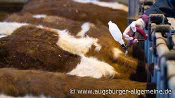 Blauzungenkrankheit bei Kalb im Kreis Landsberg nachgewiesen