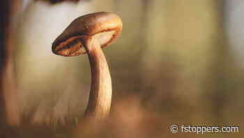 The Benefits of Using a Wide Angle Lens for Macro Shots