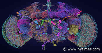 After a Decade, Scientists Unveil Fly Brain in Stunning Detail