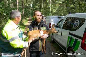 Valse bronsttijd zorgt voor piekje in aantal oproepen van reeën die in problemen zitten