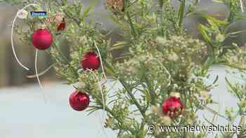 Kerst in oktober: buurtbewoner uit Deurne-Noord versiert onkruid met kerstballen als protest tegen slechte buurtzorg