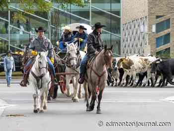 Canadian Finals Rodeo kicks off with surprise downtown Edmonton cattle drive