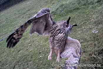 Evelyn en Tom redden oehoe die verstrikt zit in prikkeldraad: “Het dier zal het overleven”