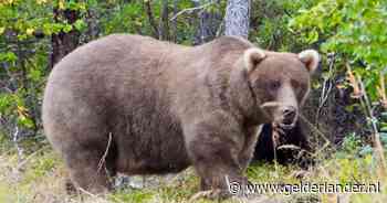 Drama bij populaire Fat Bear-wedstrijd in Alaska: mannetjesbeer doodt rivale in gevecht