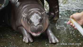 Meet Moo Deng, Pesto the Penguin and Other Viral Animals We Love to Love