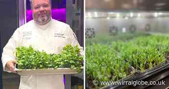 Ellesmere Port restaurant students start micro herb grow project