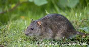 When are rats and mice most active? How living near humans affects their plans